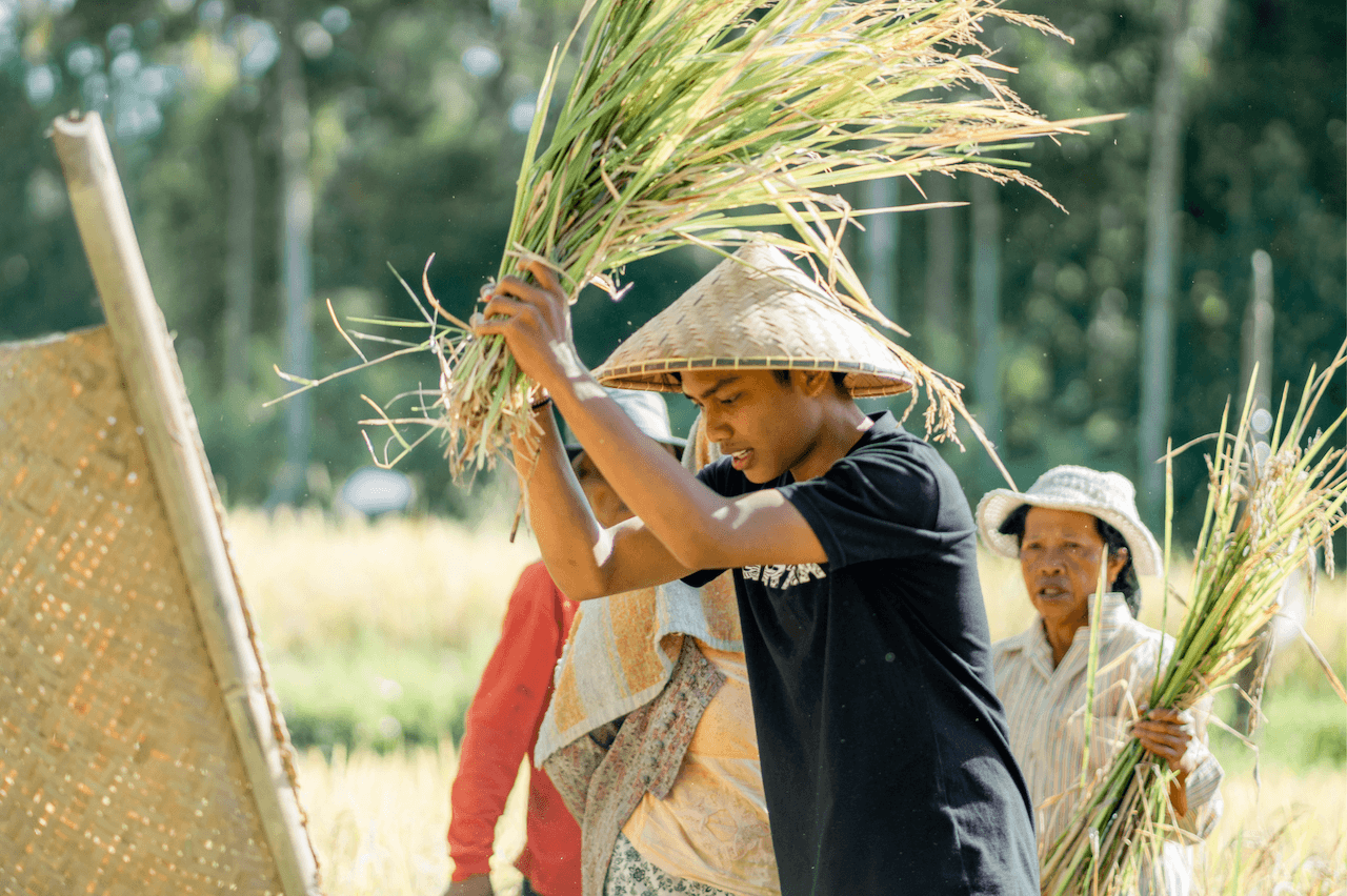 Agricultural scholarship student harvesting